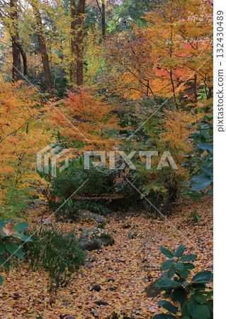 Momiji who changed leaves Momiji who changed leaves 132430489