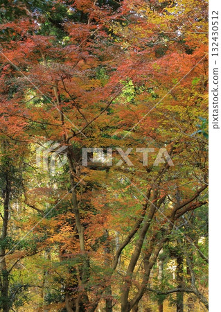 改變葉子的Momiji 132430512