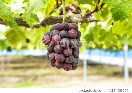 宮城縣仙台市 Sunny Rouge 葡萄採收葡萄園 宮城縣仙台市 Sunny Rouge 葡萄採收葡萄園 132430961