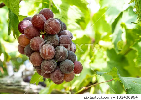 宮城縣仙台市 Sunny Rouge 葡萄採收葡萄園 132430964