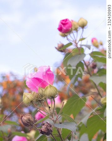Hibiscus flowers blooming in a pack of osmanthus 132430993