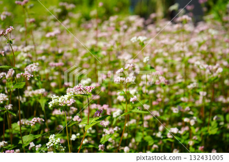 Delicate Pink and White Wildflower Field in Sunlight Delicate Pink and White Wildflower Field in Sunlight 132431005