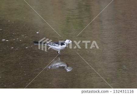 White-fronted Wagtail searching for food in a rice paddy 132431116