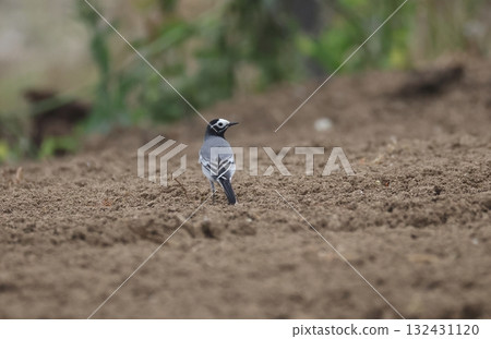 一隻白鶺鴒在田裡尋找食物 一隻白鶺鴒在田裡尋找食物 132431120