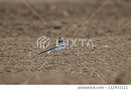 一隻白鶺鴒在田裡尋找食物 一隻白鶺鴒在田裡尋找食物 132431121