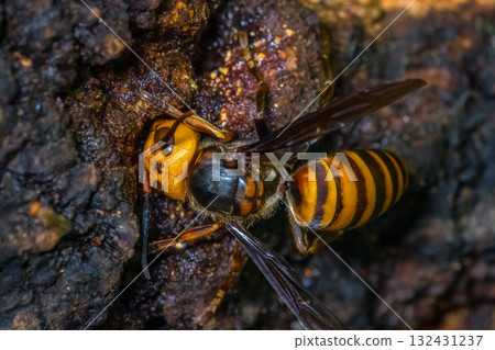 亞洲大黃蜂 亞洲大黃蜂 132431237