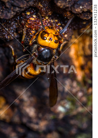 Asian giant hornet bee 132431238