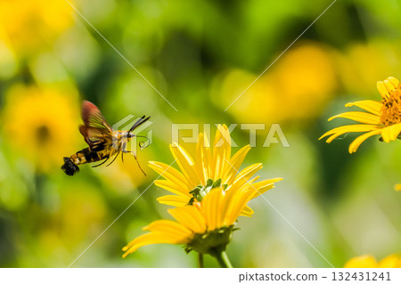 黑齒天蛾 Heliopsis 132431241