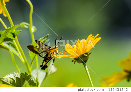 黑齒天蛾 Heliopsis 132431242