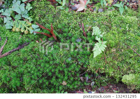 Mossy ground in the grounds of Enryakuji Temple on Mount Hiei Mossy ground in the grounds of Enryakuji Temple on Mount Hiei 132431295