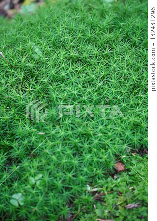 Mossy ground in the grounds of Enryakuji Temple on Mount Hiei 132431296