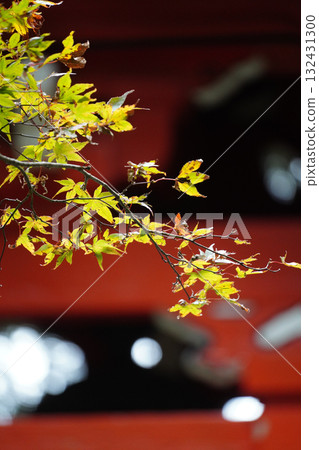 Maple trees beginning to turn red and a vermilion-painted building 132431300