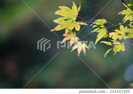 Maple trees at Enryakuji Temple on Mount Hiei give off a hint of autumn 132431305