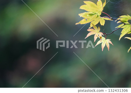 Maple trees at Enryakuji Temple on Mount Hiei give off a hint of autumn 132431306