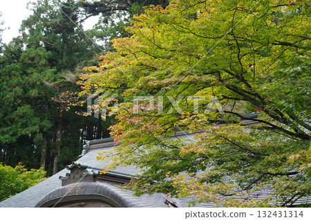 比叡山延歷寺的楓樹散發出秋意 比叡山延歷寺的楓樹散發出秋意 132431314