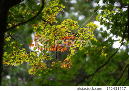 比叡山延歷寺的楓樹散發出秋意 132431317