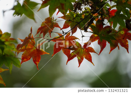 Maple trees at Enryakuji Temple on Mount Hiei give off a hint of autumn Maple trees at Enryakuji Temple on Mount Hiei give off a hint of autumn 132431321