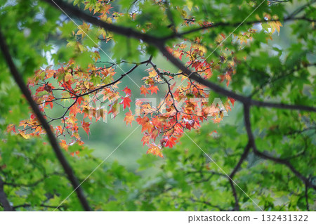 Maple trees at Enryakuji Temple on Mount Hiei give off a hint of autumn Maple trees at Enryakuji Temple on Mount Hiei give off a hint of autumn 132431322
