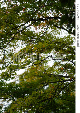 比叡山延歷寺的楓樹散發出秋意 132431335