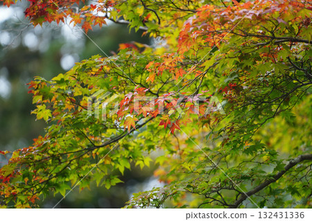 比叡山延歷寺的楓樹散發出秋意 132431336