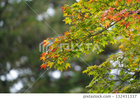 Maple trees at Enryakuji Temple on Mount Hiei give off a hint of autumn 132431337