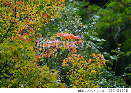 比叡山延歷寺的楓樹散發出秋意 132431338