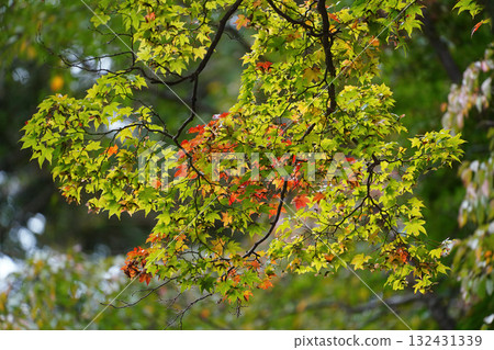 Maple trees at Enryakuji Temple on Mount Hiei give off a hint of autumn 132431339