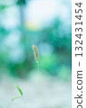Green foxtail and blurred background 132431454