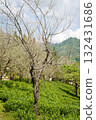 Deciduous Tree in Tea Plantation Field on Hillside 132431686