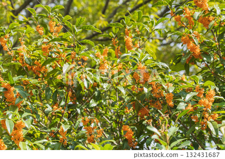 Kinmokusei花 Kinmokusei花 132431687