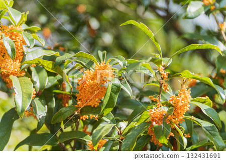 Kinmokusei花 132431691