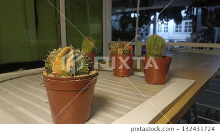 Variegated cactus potted cactus indoor plant terracotta pot wooden table night light home garden succulent care. Calm scene Variegated cactus potted cactus indoor plant terracotta pot wooden table night light home garden succulent care. Calm scene 132431724