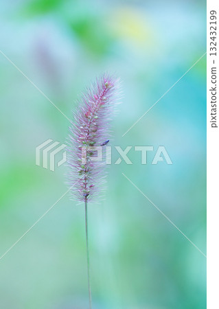 Green foxtail and blurred background Green foxtail and blurred background 132432199