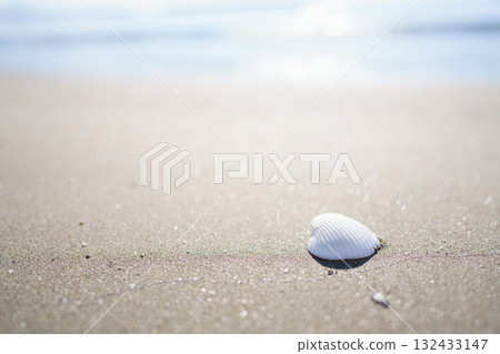 White seashell falling on the beach White seashell falling on the beach 132433147