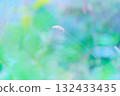 Green foxtail and blurred background 132433435