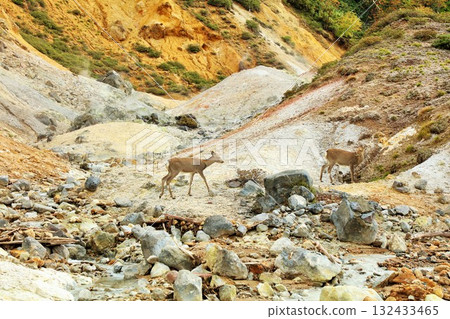 北海道登別地獄谷的鹿 132433465