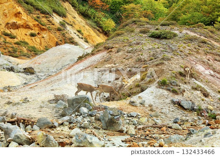 北海道登別地獄谷的鹿 132433466