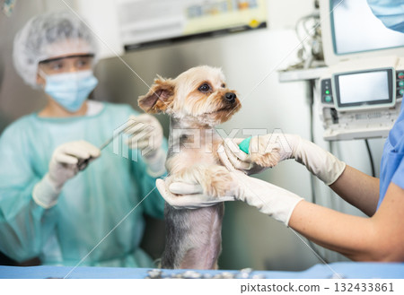 Yorkshire Terrier with bandaged paw receiving medical attention at veterinary clinic 132433861