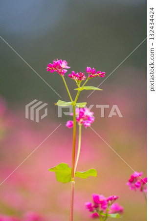 紅蕎麥花 高峰紅寶石 132434424