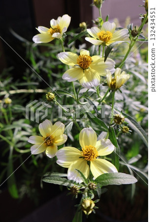 入口前的黃色冬波斯菊花 132434551