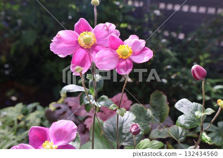 shumaiyiku桃紅色花 132434560