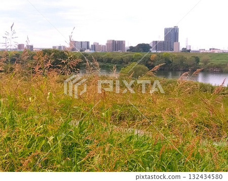 Autumn scenery of the Edogawa riverbank seen through the corn sorghum growing on the bank 132434580