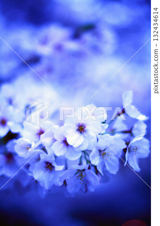 Cherry blossoms at night 132434614