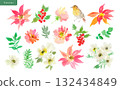 Hand drawn watercolor poinsettia, anemone, rose, holly and robin vector clip art set 132434849