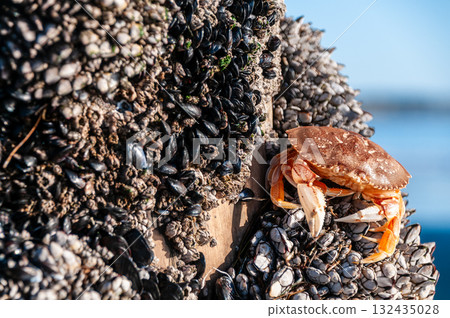 Close-up of a crab 132435028