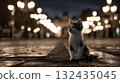 A kitten standing alone in the city at night. An emotional portrait that conveys loneliness and sadness. 132435045