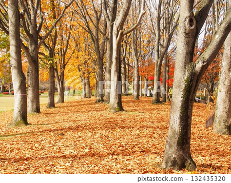 Late autumn scenery at Yamagata Prefectural General Athletic Park 132435320