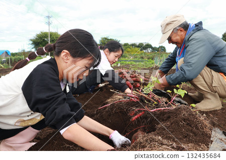 一家人正在收穫地瓜 一家人正在收穫地瓜 132435684
