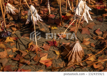 Withered lotus flowers and fallen maple leaves 132435921