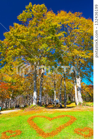 白馬岩岳度假村的秋葉 132436199